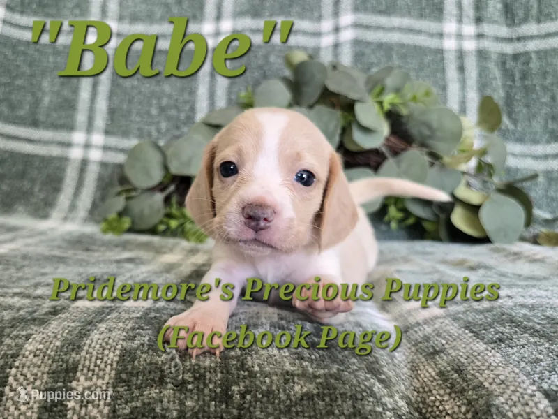ACA "Babe" Lemon&White – Beagle puppy for sale in Norwood, MO