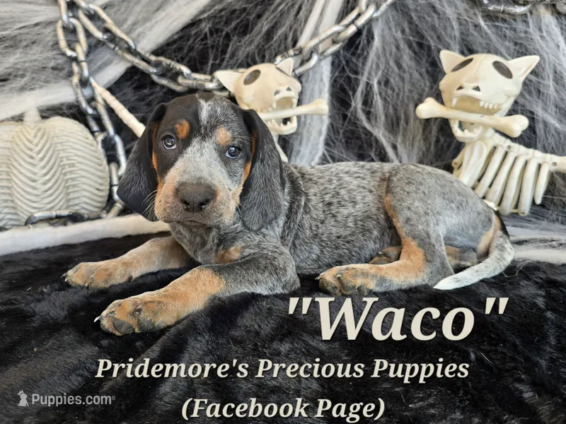 UKC, PKC "Waco" – Bluetick Coonhound puppy for sale in Norwood, MO