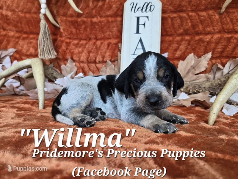 UKC, PKC "Willma" – Bluetick Coonhound puppy for sale in Norwood, MO