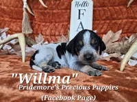UKC, PKC "Willma", a male Bluetick Coonhound for sale in Norwood, MO – 1 of 1