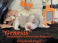 "Genesis" Blue Tri Merle~ACA, a female Beagle for sale in Norwood, MO – 6 of 8