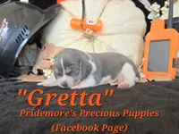 "Gretta" Blue Tri~ACA, a female Beagle for sale in Norwood, MO – 5 of 7