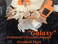 "Galaxy" Blue Tri Merle~ACA, a female Beagle for sale in Norwood, MO – 3 of 8