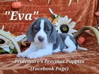 "Eva" ACA Blue&White, a female Beagle for sale in Norwood, MO – 2 of 5