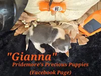 "Gianna" Blue Tri~ACA, a female Beagle for sale in Norwood, MO – 6 of 7