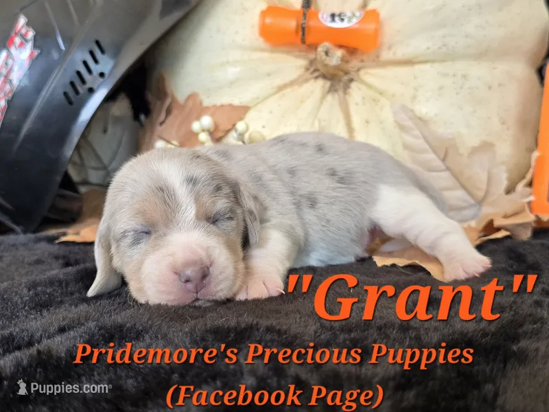 "Grant" Blue Tri Merle~ACA – Beagle puppy for sale in Norwood, MO