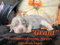 "Grant" Blue Tri Merle~ACA, a male Beagle for sale in Norwood, MO – 1 of 8