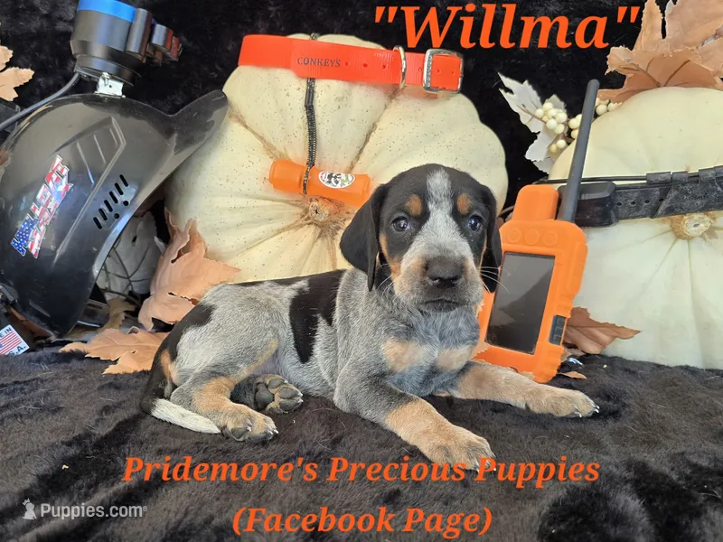UKC, PKC "Willma" – Bluetick Coonhound puppy for sale in Norwood, MO