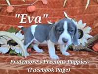 "Eva" ACA Blue&White, a female Beagle for sale in Norwood, MO – 4 of 5