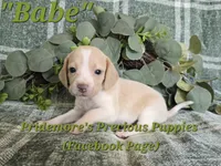 ACA "Babe" Lemon&White, a female Beagle for sale in Norwood, MO – 6 of 9