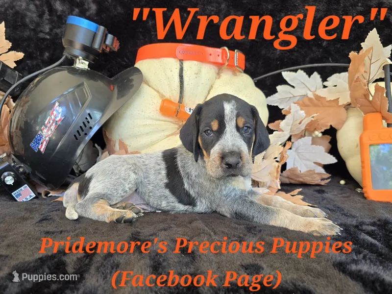 UKC, PKC "Wrangler" – Bluetick Coonhound puppy for sale in Norwood, MO