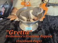 "Gretta" Blue Tri~ACA, a female Beagle for sale in Norwood, MO – 7 of 7