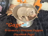 "Gage" Blue Tri Merle~ACA, a male Beagle for sale in Norwood, MO – 3 of 10