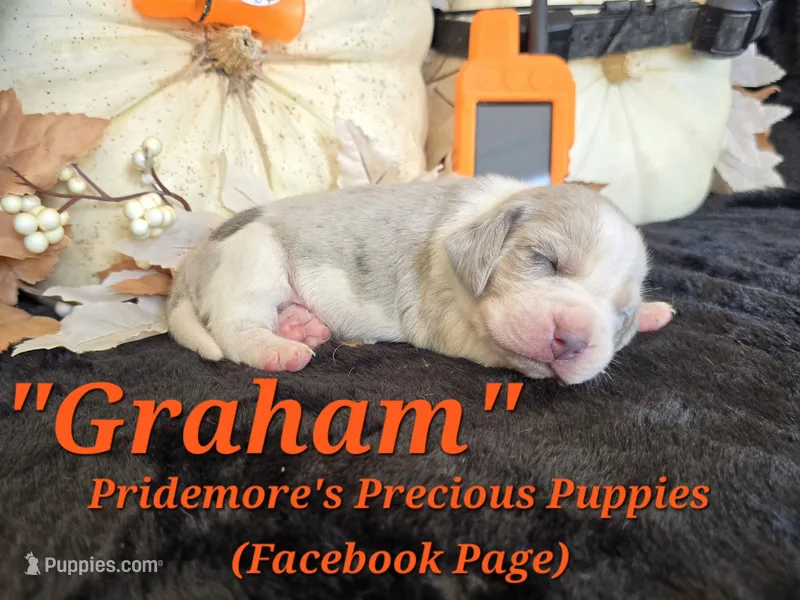 "Graham" Blue Tri Merle~ACA – Beagle puppy for sale in Norwood, MO