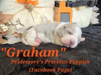 "Graham" Blue Tri Merle~ACA, a male Beagle for sale in Norwood, MO – 1 of 10