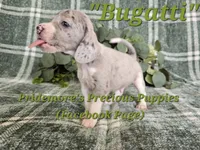 ACA "Bugatti" Blue&White Merle, a male Beagle for sale in Norwood, MO – 2 of 8