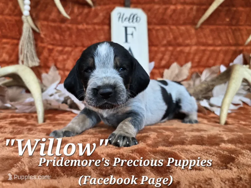 UKC, PKC "Willow" – Bluetick Coonhound puppy for sale in Norwood, MO