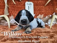 UKC, PKC "Willow", a male Bluetick Coonhound for sale in Norwood, MO – 1 of 1