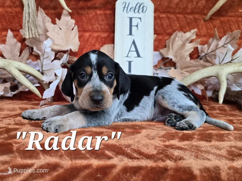 UKC "Radar" – English Coonhound, Bluetick Coonhound puppy for sale in Norwood, MO