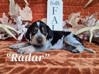 UKC "Radar", a male English Coonhound and Bluetick Coonhound for sale in Norwood, MO – 1 of 1