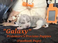 "Galaxy" Blue Tri Merle~ACA, a female Beagle for sale in Norwood, MO – 8 of 8