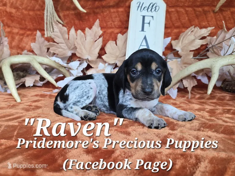 UKC "Raven" – English Coonhound, Bluetick Coonhound puppy for sale in Norwood, MO