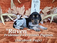 UKC "Raven", a female English Coonhound and Bluetick Coonhound for sale in Norwood, MO – 1 of 1