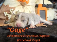 "Gage" Blue Tri Merle~ACA, a male Beagle for sale in Norwood, MO – 4 of 10