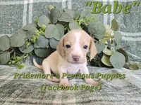 ACA "Babe" Lemon&White, a female Beagle for sale in Norwood, MO – 4 of 9