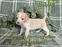 ACA "Babe" Lemon&White, a female Beagle for sale in Norwood, MO – 8 of 9