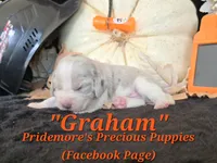 "Graham" Blue Tri Merle~ACA, a male Beagle for sale in Norwood, MO – 9 of 10