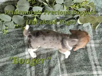 ACA "Booger" Black Tri Merle, a male Beagle for sale in Norwood, MO – 9 of 10