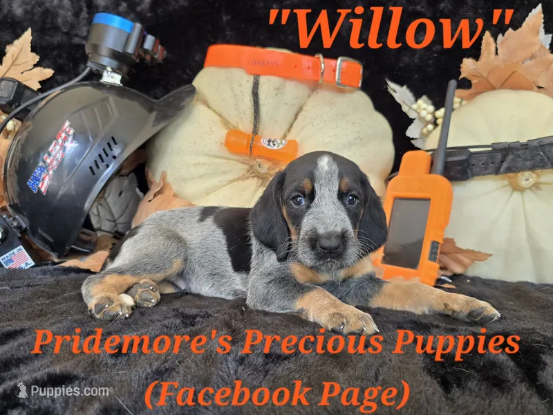 UKC, PKC "Willow" – Bluetick Coonhound puppy for sale in Norwood, MO