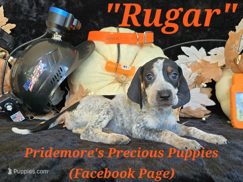 UKC "Rugar" – English Coonhound, Bluetick Coonhound puppy for sale in Norwood, MO