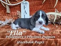 "Ella" ACA Blue&White, a female Beagle for sale in Norwood, MO – 1 of 3