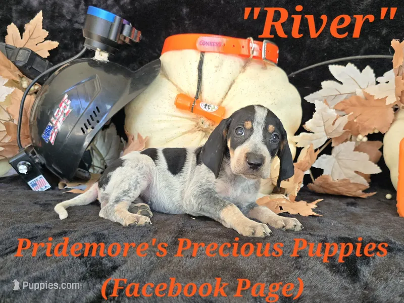 UKC "River" – English Coonhound, Bluetick Coonhound puppy for sale in Norwood, MO