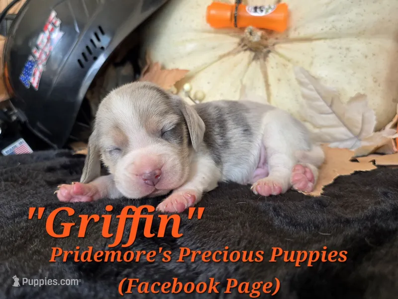 "Griffin" Blue Tri Merle-ACA – Beagle puppy for sale in Norwood, MO