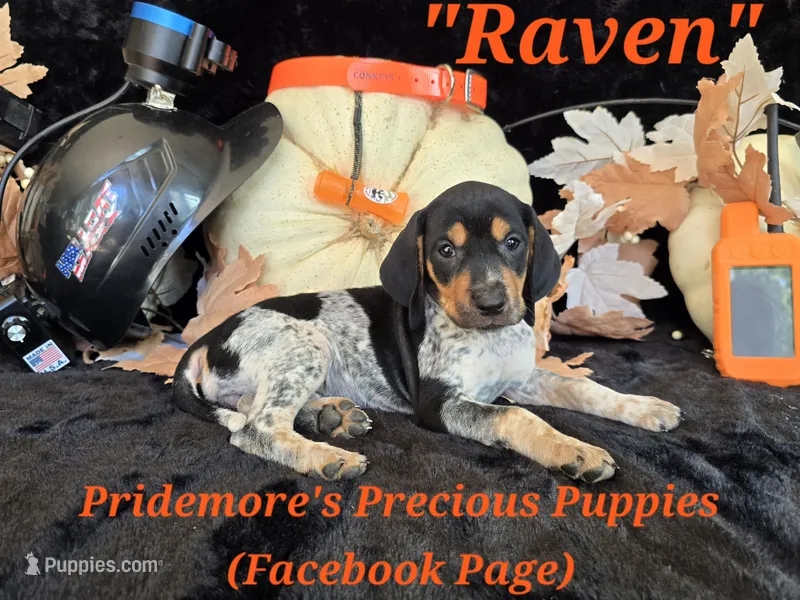 UKC "Raven" – English Coonhound, Bluetick Coonhound puppy for sale in Norwood, MO