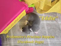 "Eddie" ACA Blue&White, a male Beagle for sale in Norwood, MO – 2 of 3