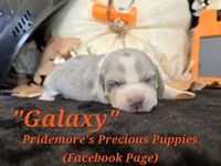 "Galaxy" Blue Tri Merle~ACA, a female Beagle for sale in Norwood, MO – 5 of 8