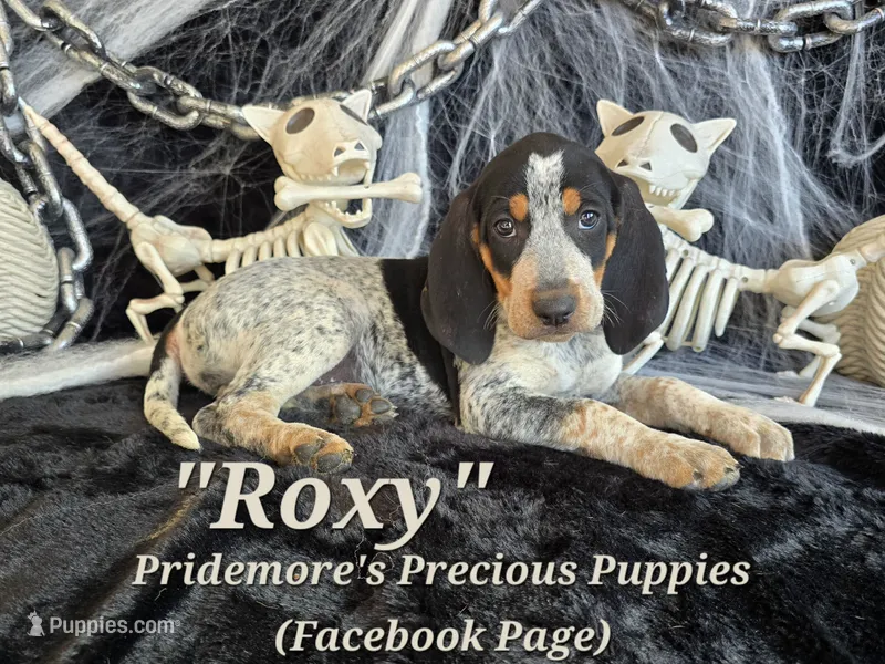 UKC "Roxy" – English Coonhound, Bluetick Coonhound puppy for sale in Norwood, MO