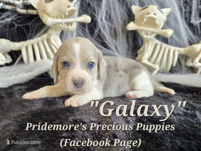 "Galaxy" Blue Tri Merle~ACA – Beagle puppy for sale in Norwood, MO
