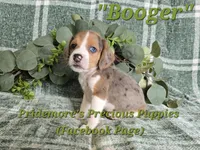 ACA "Booger" Black Tri Merle, a male Beagle for sale in Norwood, MO – 10 of 10