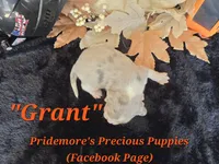 "Grant" Blue Tri Merle~ACA, a male Beagle for sale in Norwood, MO – 2 of 8