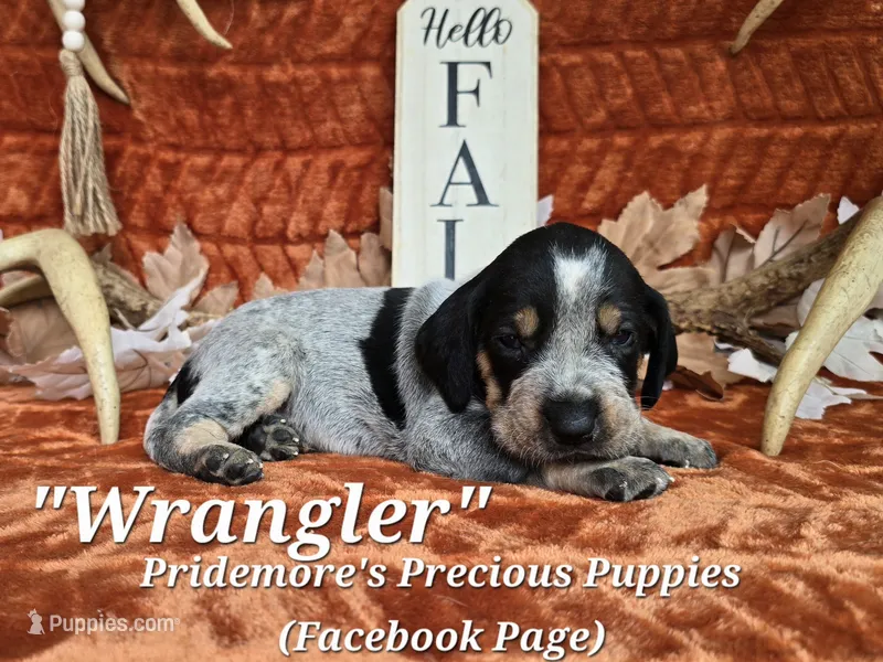 UKC, PKC "Wrangler" – Bluetick Coonhound puppy for sale in Norwood, MO