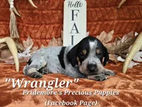 UKC, PKC "Wrangler", a male Bluetick Coonhound for sale in Norwood, MO – 1 of 1