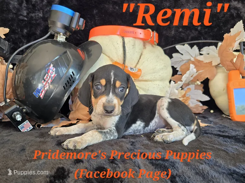 UKC "Remi" – English Coonhound, Bluetick Coonhound puppy for sale in Norwood, MO