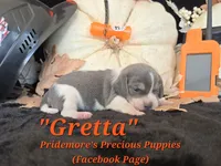 "Gretta" Blue Tri~ACA, a female Beagle for sale in Norwood, MO – 3 of 7