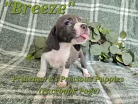 ACA "Breeze" Blue&White, a female Beagle for sale in Norwood, MO – 8 of 10