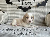 AKC "Ion" Lemon&White, a male Beagle for sale in Norwood, MO – Photo 2 of 8
